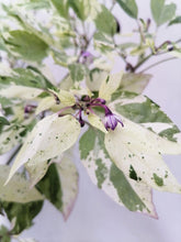 Load image into Gallery viewer, Pepper, Purple Tiger