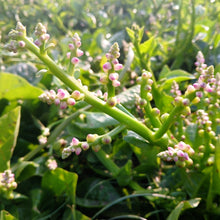 Load image into Gallery viewer, Spinach, Malabar