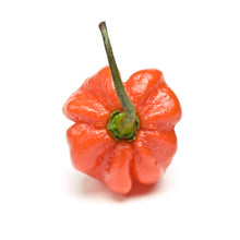 Load image into Gallery viewer, Pepper, Orange Scotch Bonnet