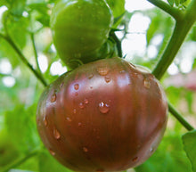 Load image into Gallery viewer, Tomato, Purple Cherokee