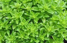 Load image into Gallery viewer, Basil, Spicy Globe