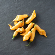 Load image into Gallery viewer, Pepper, Sugar Rush Peach