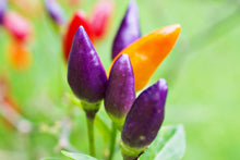 Load image into Gallery viewer, Pepper, Purple Tiger