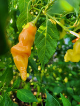 Load image into Gallery viewer, Pepper, Sugar Rush Peach