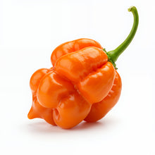Load image into Gallery viewer, Pepper, Orange Scotch Bonnet