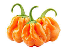 Load image into Gallery viewer, Pepper, Orange Scotch Bonnet