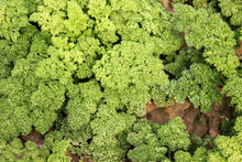 Load image into Gallery viewer, Parsley, Moss Curled
