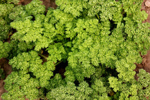 Load image into Gallery viewer, Parsley, Moss Curled