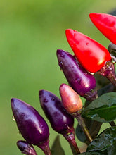 Load image into Gallery viewer, Pepper, Purple Tiger