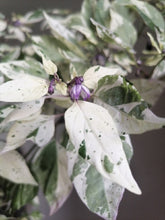 Load image into Gallery viewer, Pepper, Purple Tiger