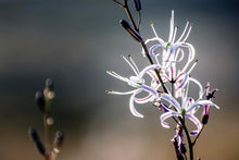 Load image into Gallery viewer, Soap Plant, Wavy Leafed