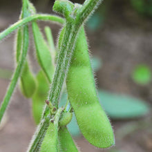Load image into Gallery viewer, Soybean, Edamame - Organic