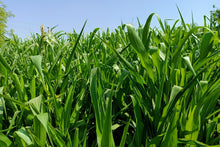 Load image into Gallery viewer, Sorghum, Honey Drip
