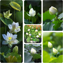 Load image into Gallery viewer, Lotus, Open Mouth Bonsai