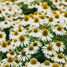 Load image into Gallery viewer, Echinacea