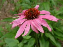 Load image into Gallery viewer, Echinacea Purpurea