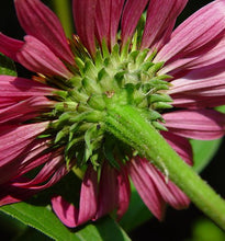 Load image into Gallery viewer, Echinacea Purpurea