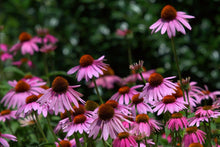 Load image into Gallery viewer, Echinacea Purpurea