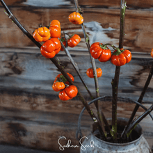 Load image into Gallery viewer, Eggplant, Pumpkin On A Stick