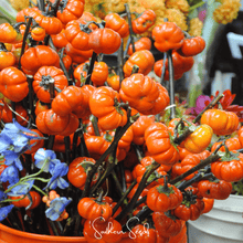 Load image into Gallery viewer, Eggplant, Pumpkin On A Stick