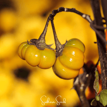 Load image into Gallery viewer, Eggplant, Pumpkin On A Stick