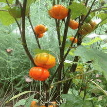 Load image into Gallery viewer, Eggplant, Pumpkin On A Stick