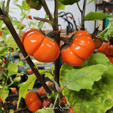 Load image into Gallery viewer, Eggplant, Pumpkin On A Stick