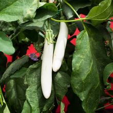 Load image into Gallery viewer, Eggplant, White Star Finger Fruit