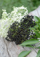 Load image into Gallery viewer, Elderberry, Florida Native