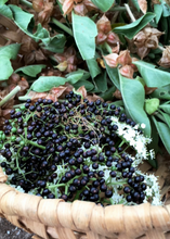Load image into Gallery viewer, Elderberry, Florida Native