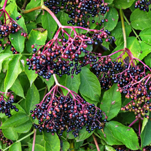 Load image into Gallery viewer, Elderberry, American