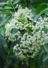 Load image into Gallery viewer, Elderberry, Florida Native
