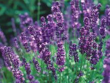 Load image into Gallery viewer, Lavender, English