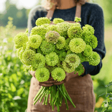 Load image into Gallery viewer, Zinnia, Envy Green