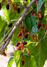 Load image into Gallery viewer, Mulberry, Everbearing