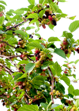 Load image into Gallery viewer, Mulberry, Everbearing