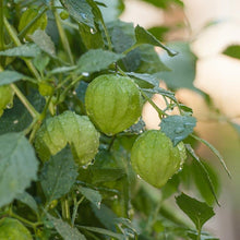 Load image into Gallery viewer, Tomatillo, Verde - Organic