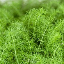 Load image into Gallery viewer, Grosfruchtiger Fennel – 200 Seeds