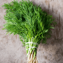 Load image into Gallery viewer, Grosfruchtiger Fennel – 200 Seeds