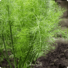Load image into Gallery viewer, Grosfruchtiger Fennel – 200 Seeds