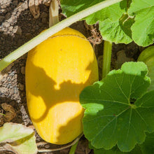 Load image into Gallery viewer, Winter Squash, Spaghetti - Organic