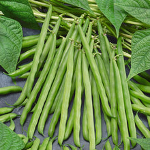 Load image into Gallery viewer, Bean, French Garden - Organic