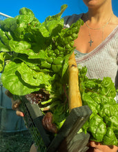 Load image into Gallery viewer, Organic Microbial Fertilizer - 7lb Bag