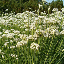 Load image into Gallery viewer, Chives, Garlic - Organic