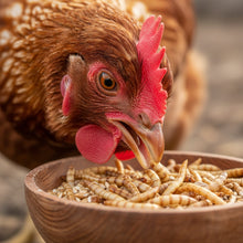 Load image into Gallery viewer, Dried Mealworms - 11lbs.