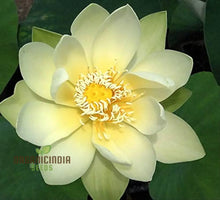 Load image into Gallery viewer, Lotus, Giant Sunburst Seeds