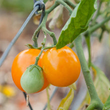 Load image into Gallery viewer, Tomato, Gold Nugget - Organic