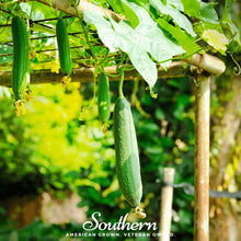 Load image into Gallery viewer, Luffa Gourd – 20 Seeds