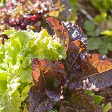 Load image into Gallery viewer, Lettuce, Gourmet Mix - Organic