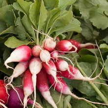 Load image into Gallery viewer, Radish, French Breakfast - Organic